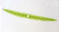 Closterium acerosum